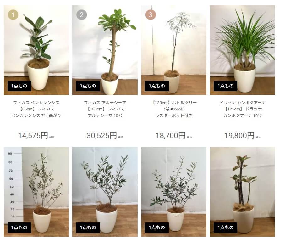 HitoHana 公式ページの観葉植物